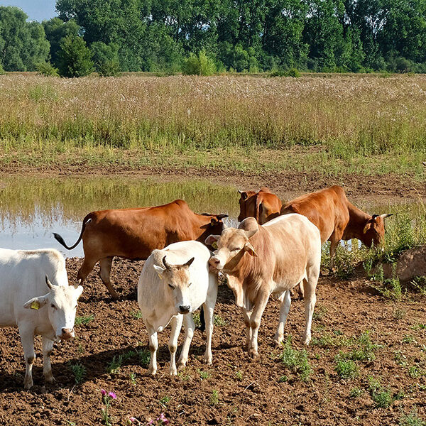 Zwergzebu-Herde in der Landschaft