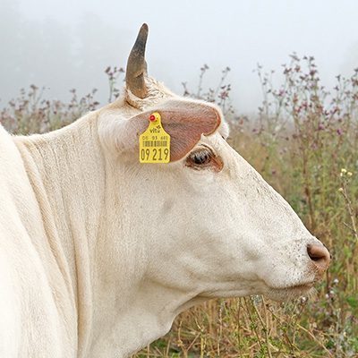 Zwergzebu-Kuh Flocke
