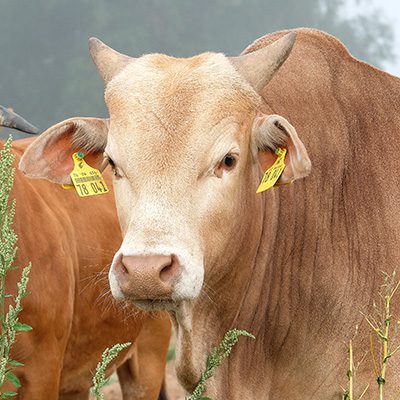 Zwergzebu-Bulle Mogli