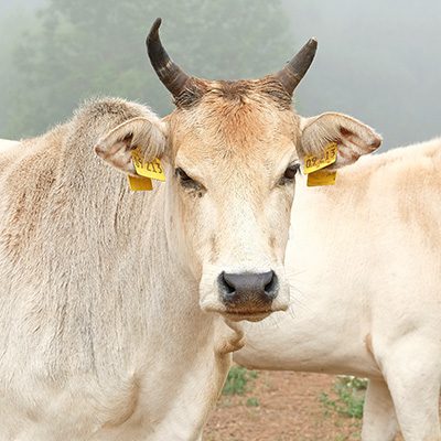 Zwergzebu-Kuh Rosi