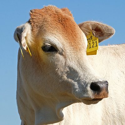 Zwergzebu-Kuh Rosinchen
