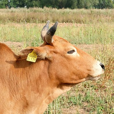 Zwergzebu-Kuh