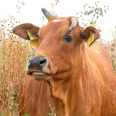 Zwergzebu-Kuh Dicki