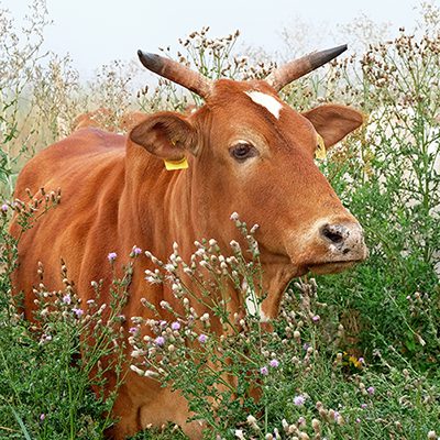 Braune Zwergzebu-Kuh